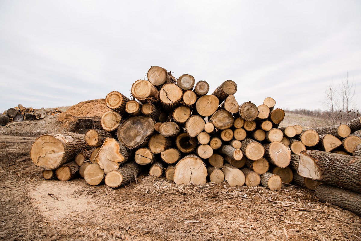 Pile of logs